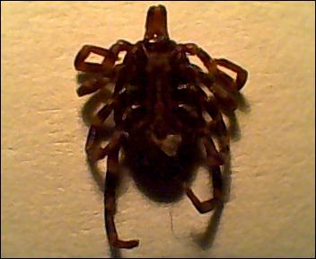 Hyalomma sp.